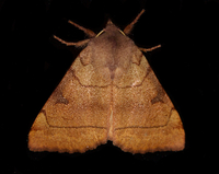 Choephora fungorum