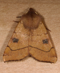 Choephora fungorum