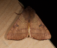 Choephora fungorum
