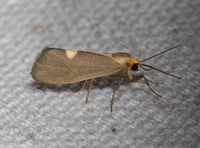 Cisthene plumbea