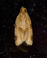 Clepsis peritana
