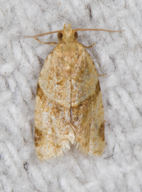 Clepsis peritana