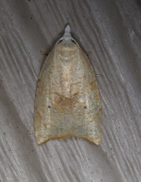 Coelostathma discopunctana