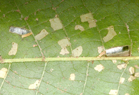 Coleophora laticornella