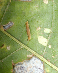 Coleophora laticornella