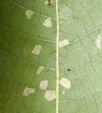 Coleophora laticornella