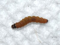 Coleotechnites piceaella