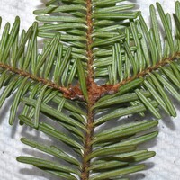 Coleotechnites piceaella