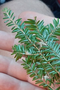 Coleotechnites unidentified species