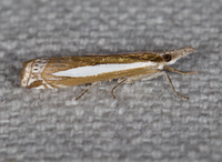 Crambus praefectellus