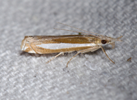Crambus praefectellus