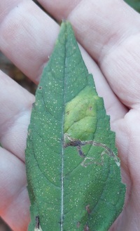 Cremastobombycia ignota