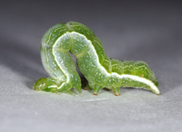 Ctenoplusia oxygramma