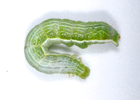 Ctenoplusia oxygramma