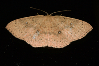 Cyclophora packardi