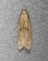 Dichomeris punctipennella