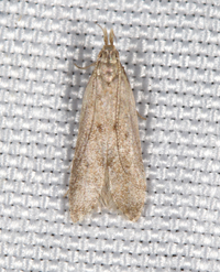 Dichomeris punctipennella