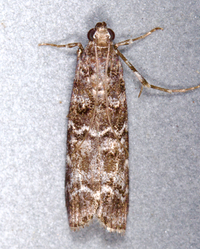 Dioryctria amatella