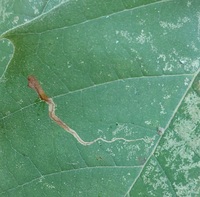 Ectoedemia clemensella