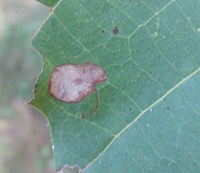 Ectoedemia platanella
