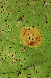 Ectoedemia platanella