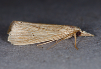 Eoreuma densellus
