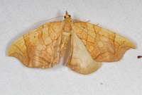 Eulithis gracilineata