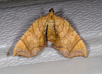 Eulithis gracilineata