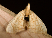Eulithis gracilineata