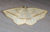 Eusarca confusaria