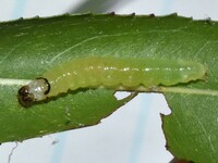 Framinghamia helvalis