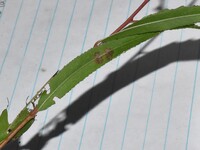 Framinghamia helvalis