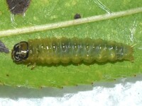 Framinghamia helvalis