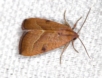 Galgula partita