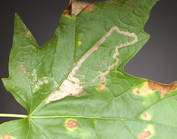 Glaucolepis saccharella