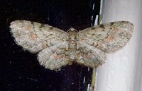 Glenoides texanaria