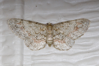 Glenoides texanaria