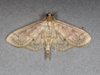Herpetogramma pertextalis