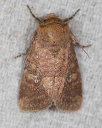 Homorthodes lindseyi