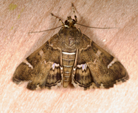 Hymenia perspectalis