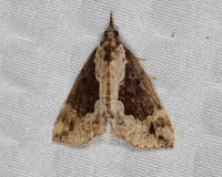 Hypena baltimoralis