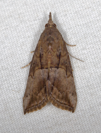 Hypena scabra