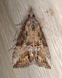 Hypena scabra