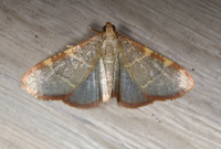 Hypsopygia binodulalis