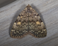 Idia aemula