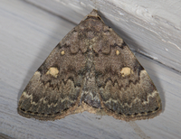 Idia aemula