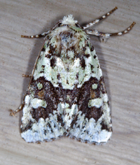 Lacinipolia implicata