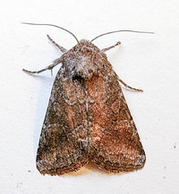 Lacinipolia meditata