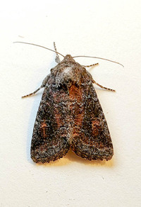 Lacinipolia meditata