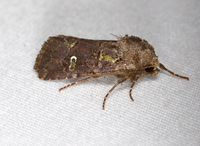 Lacinipolia renigera